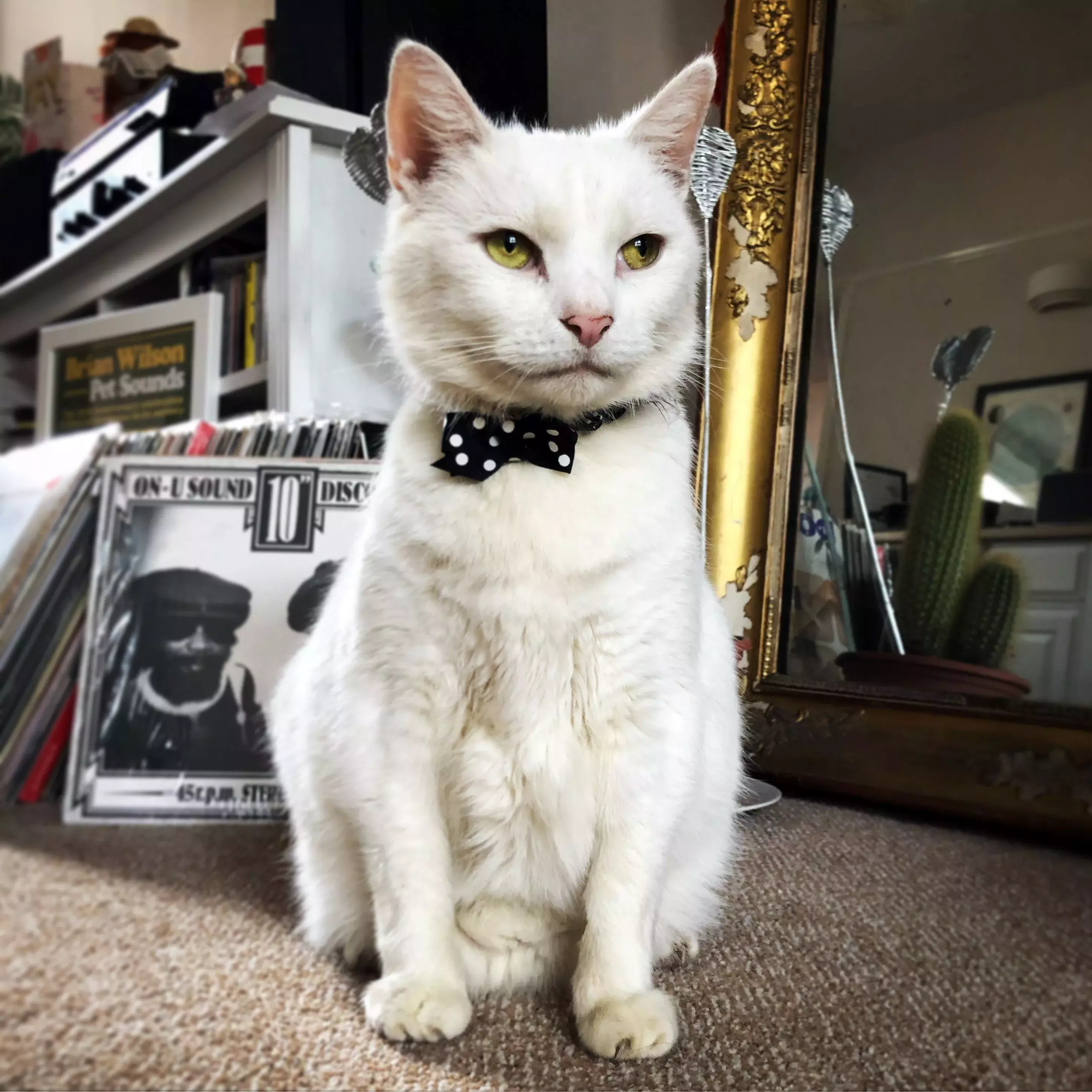 Pet Memorials