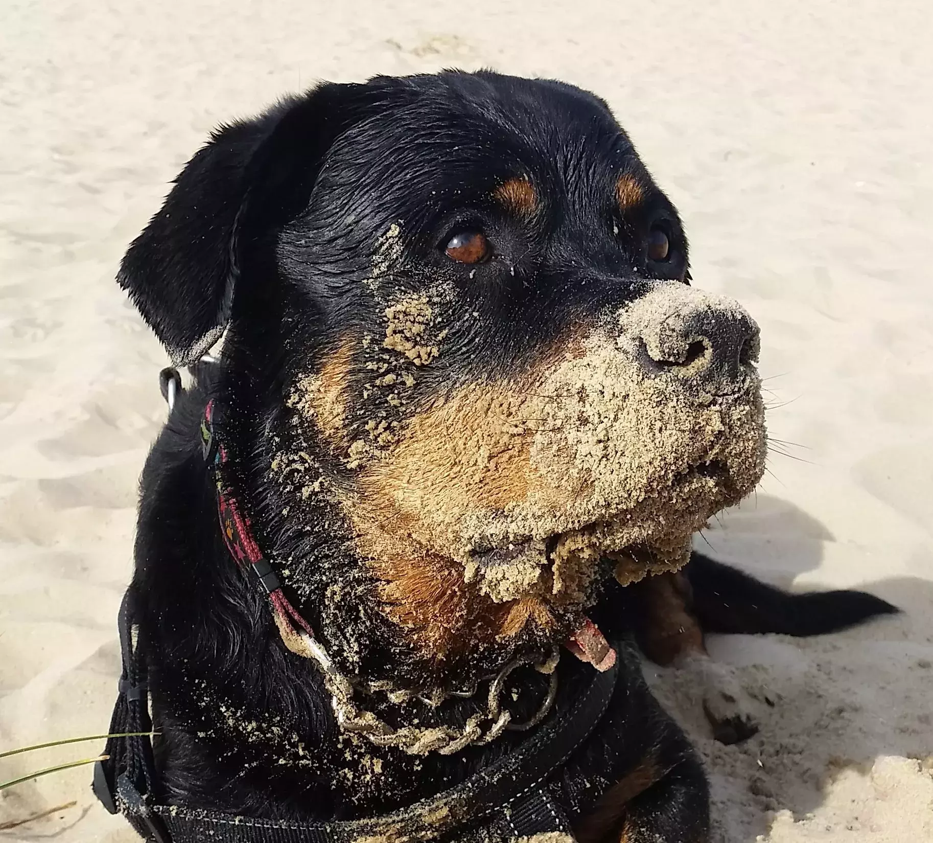 Pet Memorials