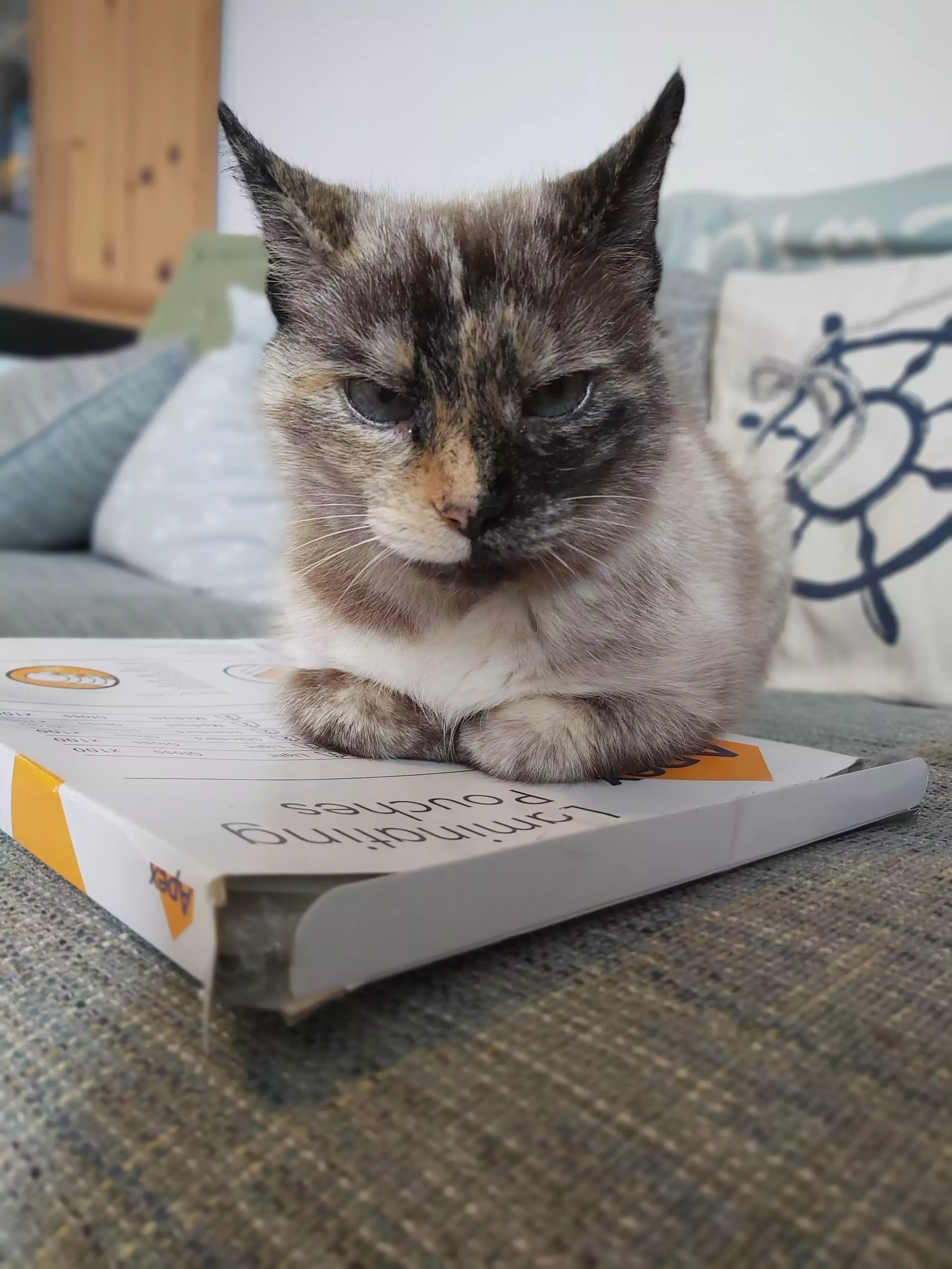 Pet Memorials