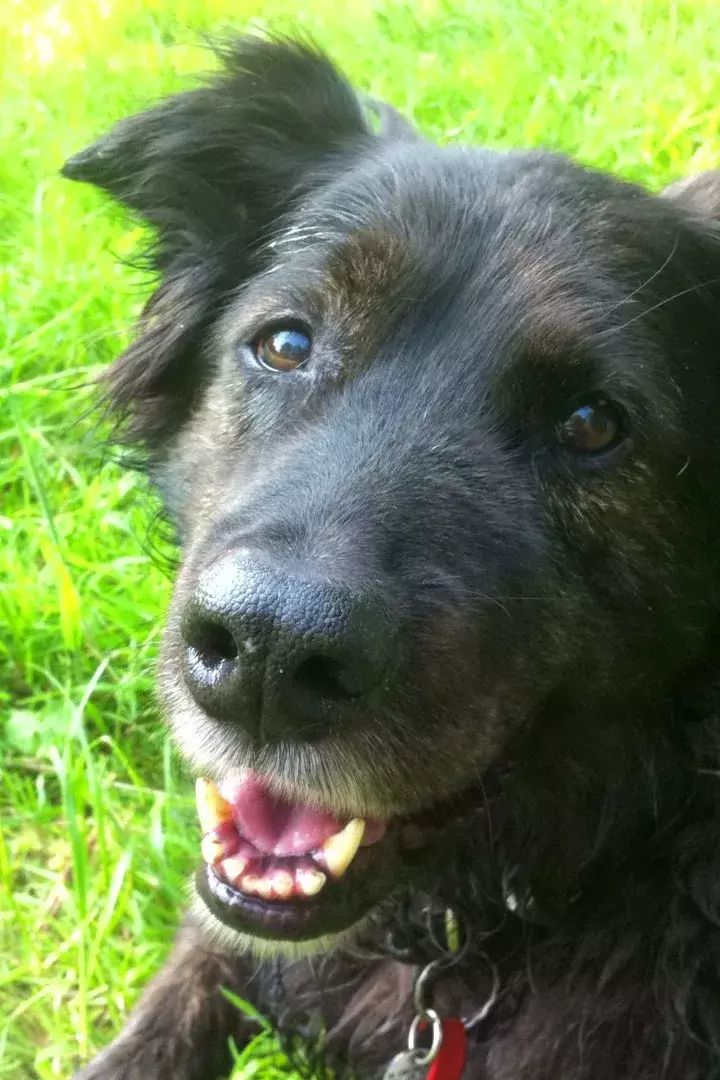 Pet Memorials
