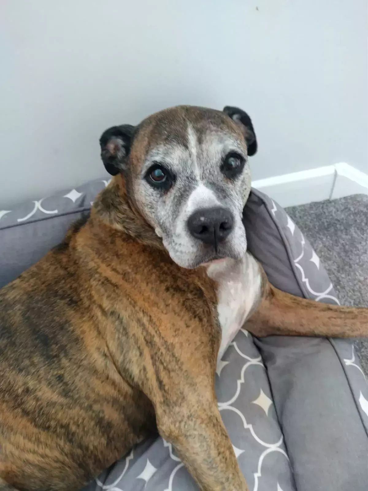 Pet Memorials