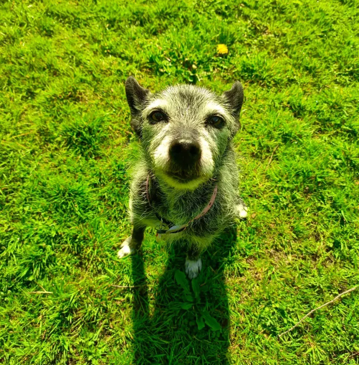 Pet Memorials