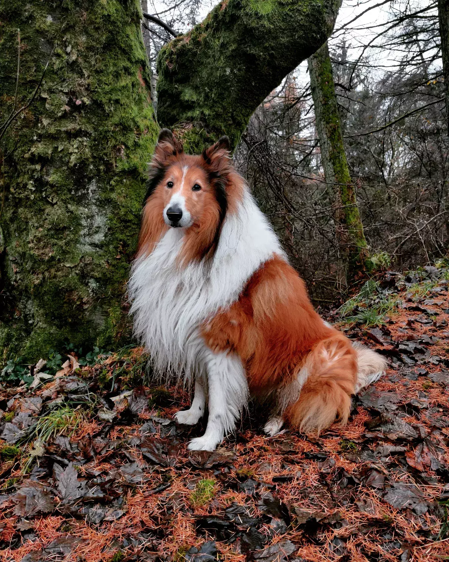 Pet Memorials