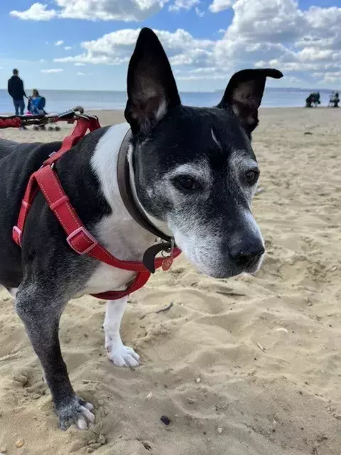 Pet Memorials