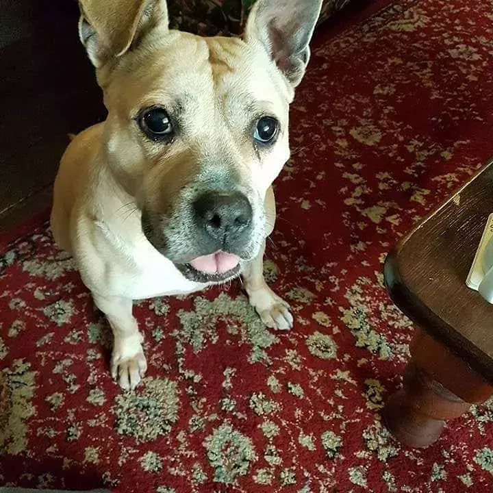 Pet Memorials