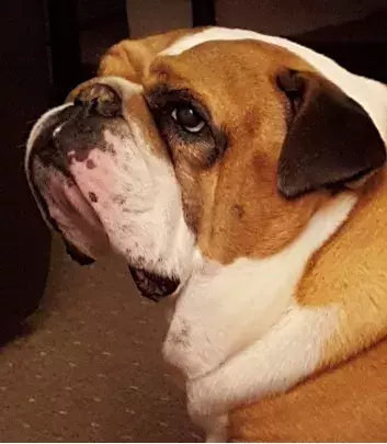 Pet Memorials