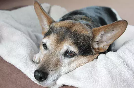 Pet Memorials