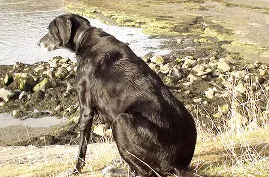 Pet Memorials