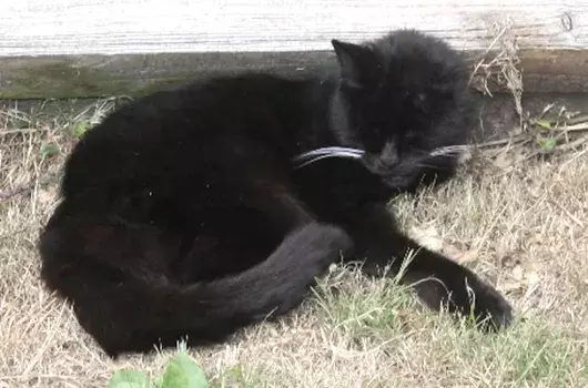 Pet Memorials