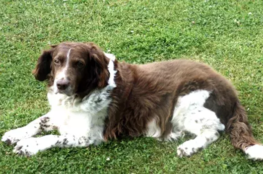 Pet Memorials