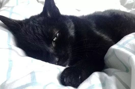 Pet Memorials