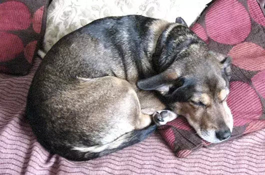 Pet Memorials
