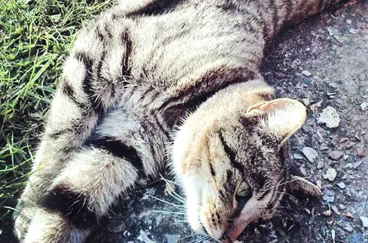 Pet Memorials