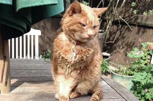 Pet Memorials