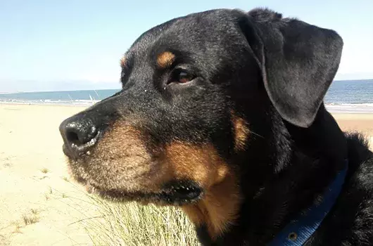 Pet Memorials