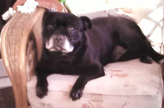 Pet Memorials