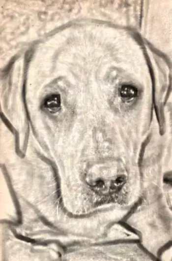 Pet Memorials