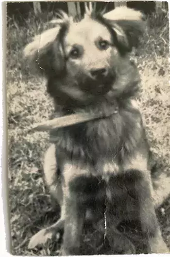 Pet Memorials