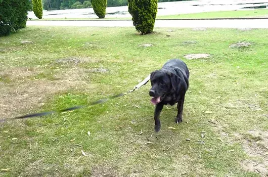 Pet Memorials
