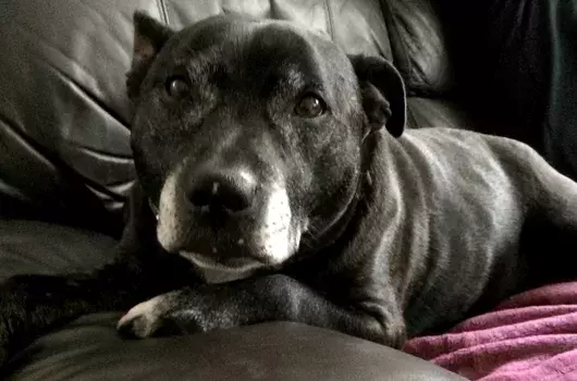 Pet Memorials