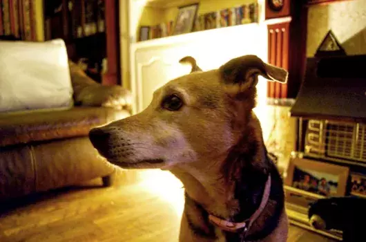 Pet Memorials