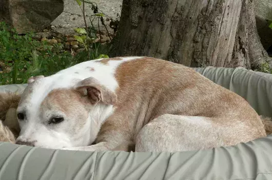 Pet Memorials