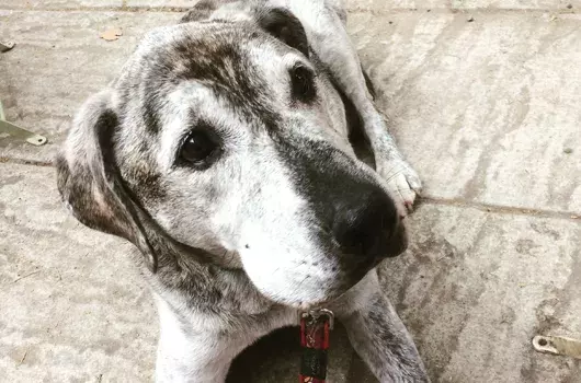 Pet Memorials