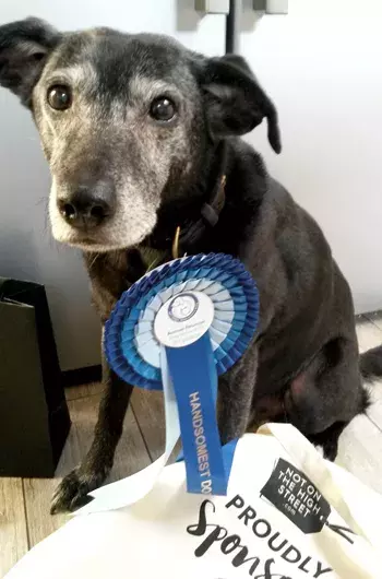 Pet Memorials