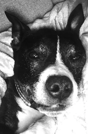 Pet Memorials