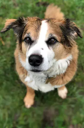 Pet Memorials