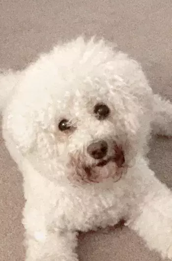Pet Memorials