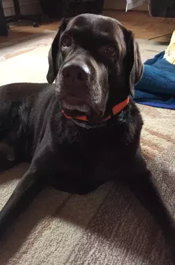 Pet Memorials