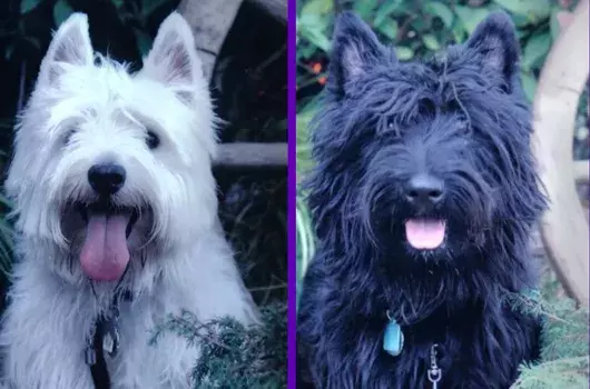 Pet Memorials