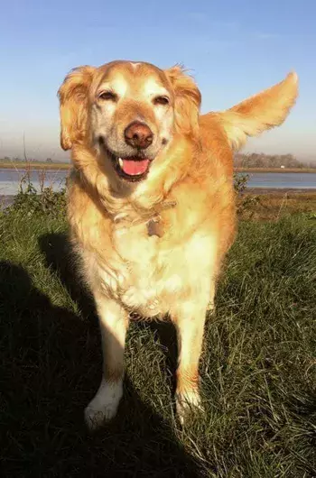 Pet Memorials