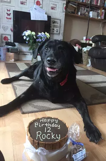 Pet Memorials