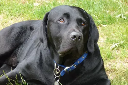 Pet Memorials