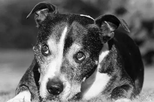 Pet Memorials