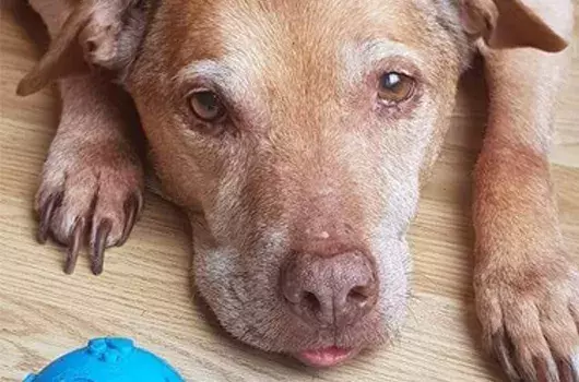 Pet Memorials