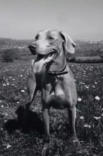 Pet Memorials