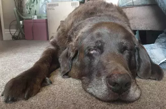 Pet Memorials