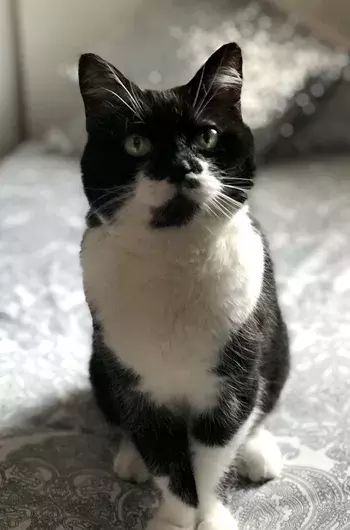 Pet Memorials