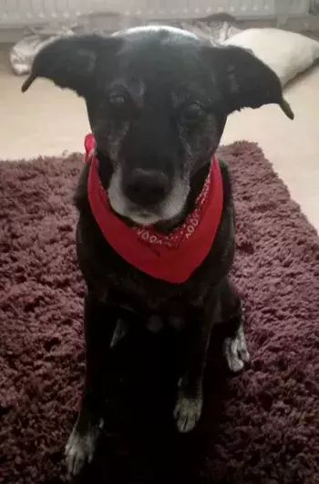 Pet Memorials