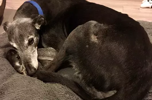 Pet Memorials