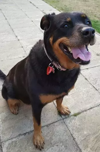 Pet Memorials