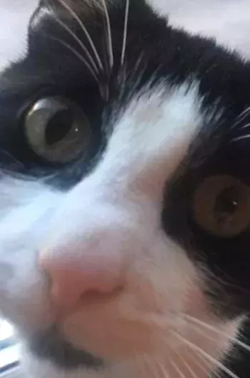 Pet Memorials