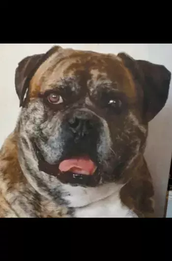 Pet Memorials