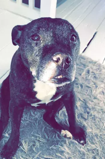 Pet Memorials
