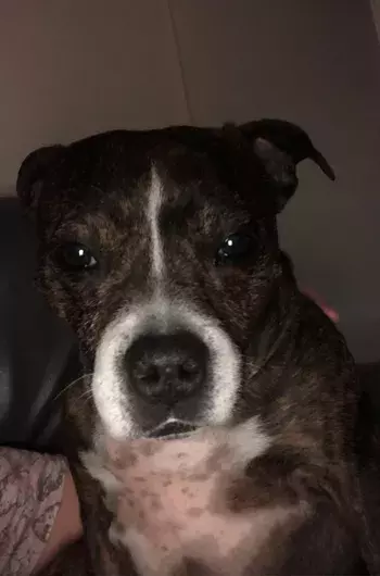 Pet Memorials