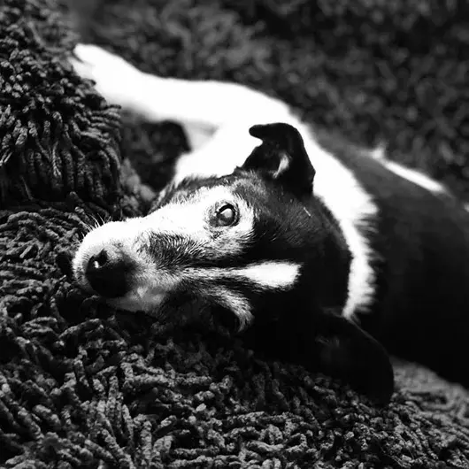 Pet Memorials