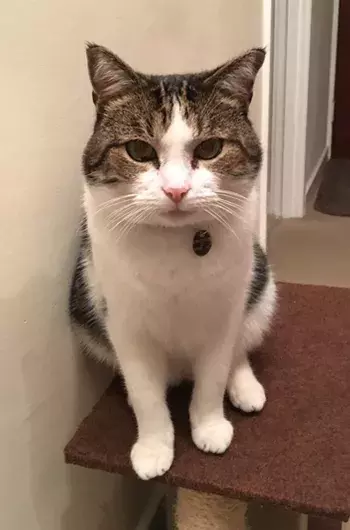 Pet Memorials